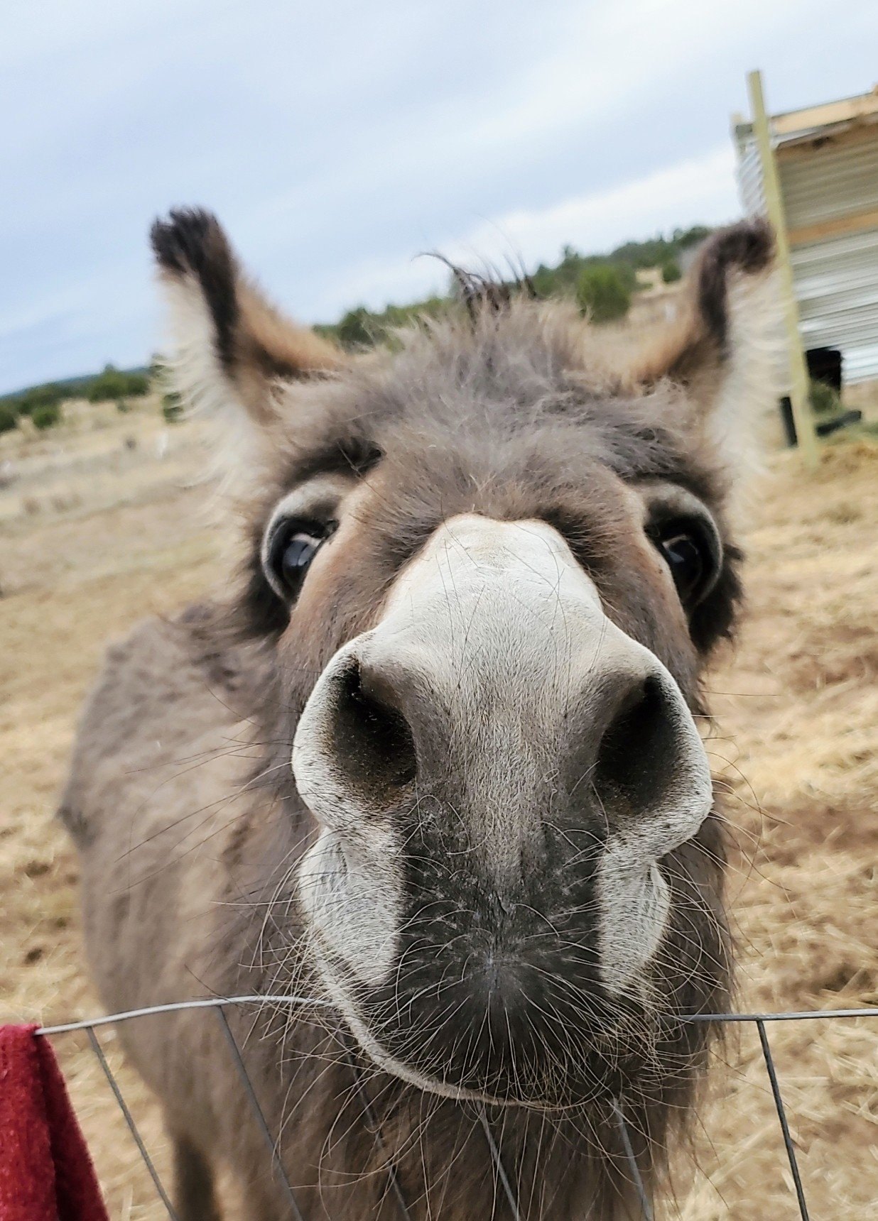 Summit Leon donkey close-up