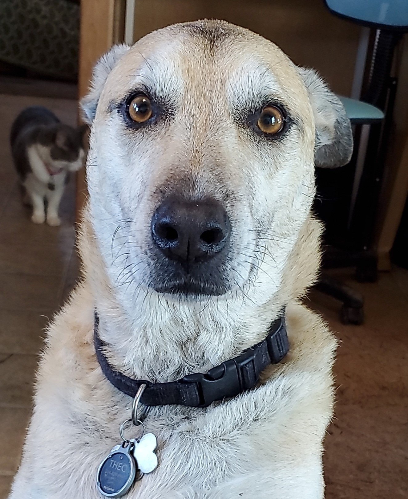 Theo the farm dog
