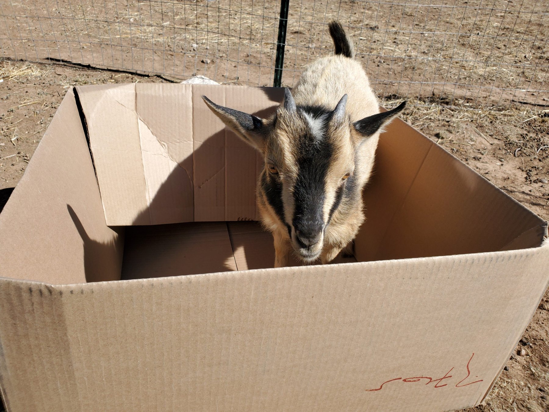 Summit Leon goat in a cardboard box