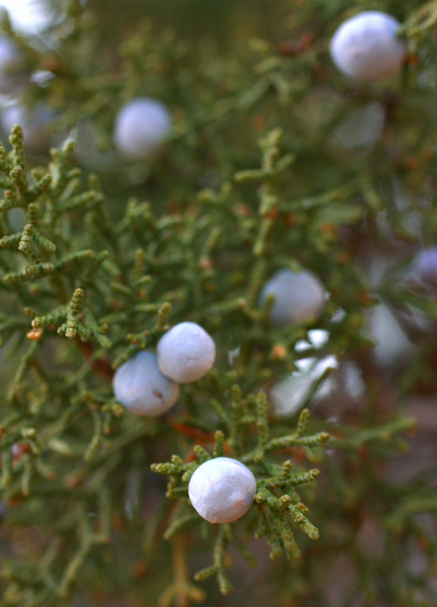Utah Juniper Berry (Dried)