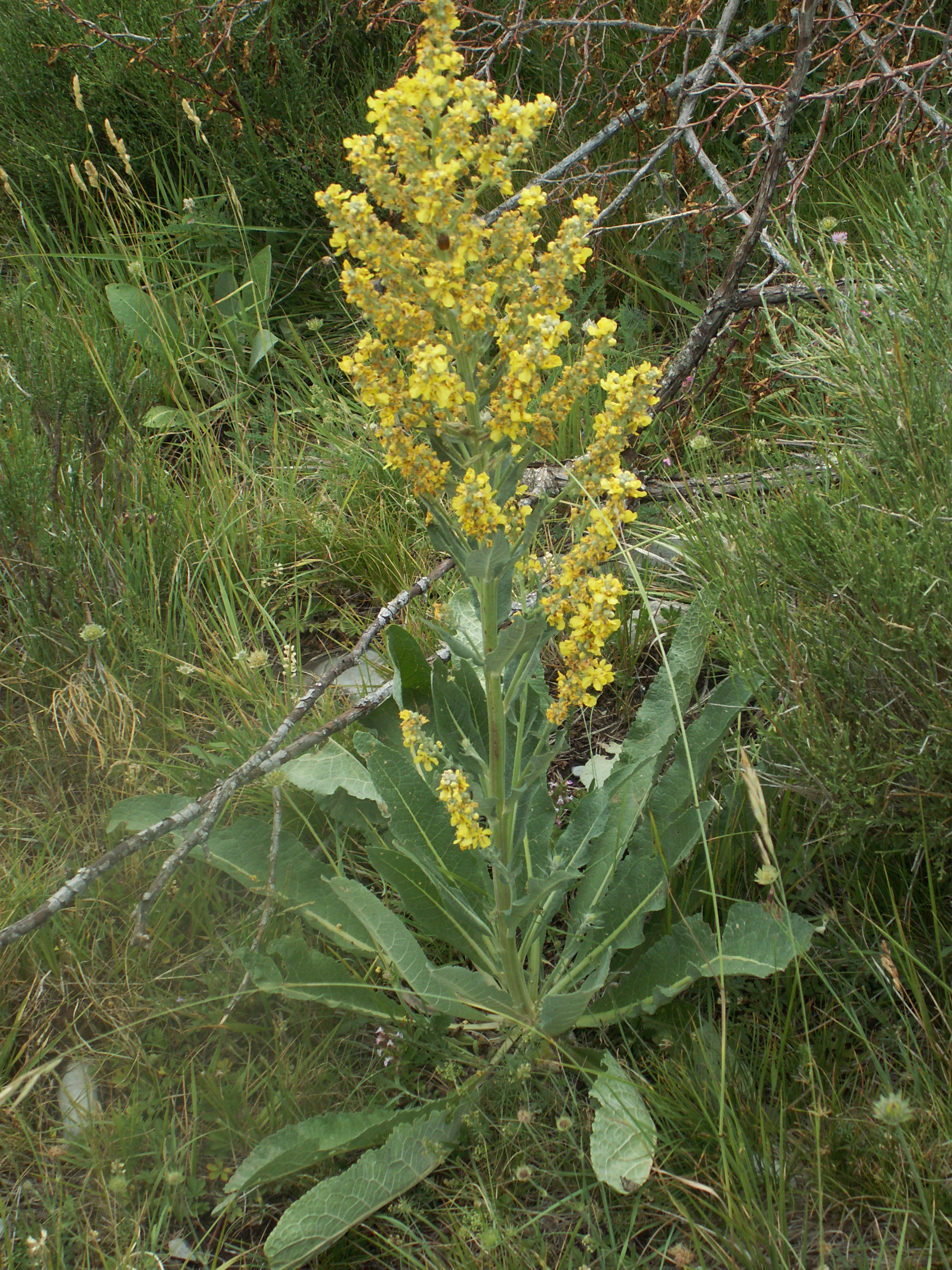 White Mullein (Verbascum lychnitis)